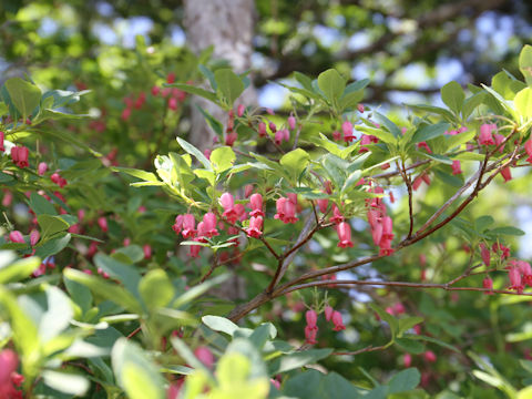 Menziesia multiflora
