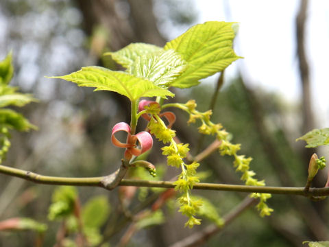 Acer rufinerve