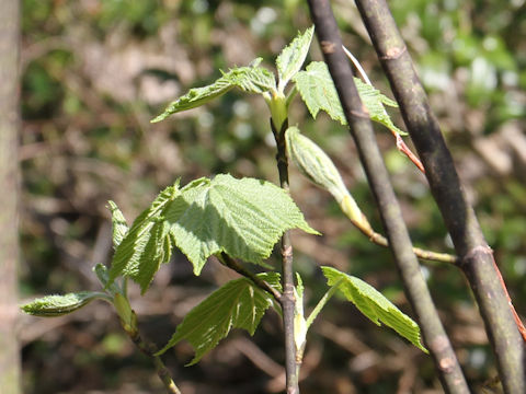 Acer rufinerve