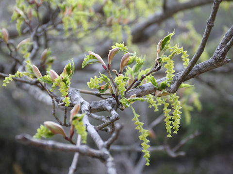 Acer rufinerve