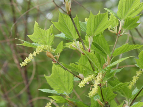 Acer rufinerve