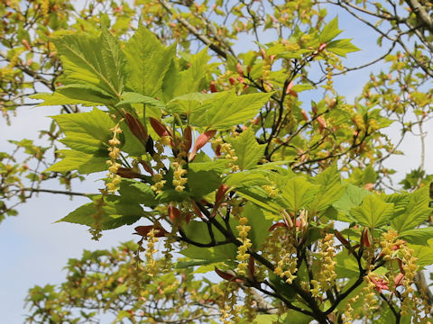 Acer rufinerve