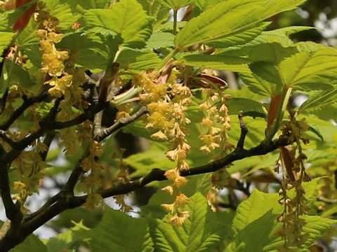 Acer rufinerve