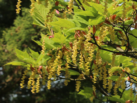 Acer rufinerve