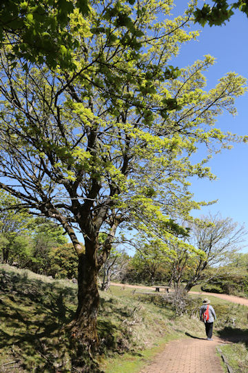 Acer rufinerve