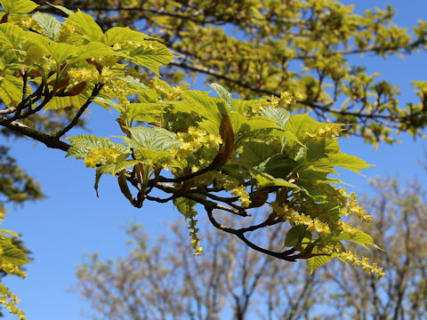 Acer rufinerve