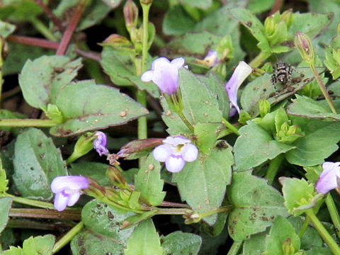 Lindernia crustacea