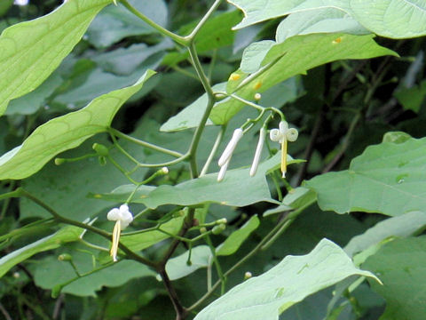 Alangium platanifolium var. trilobum