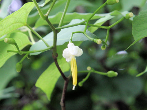 Alangium platanifolium var. trilobum