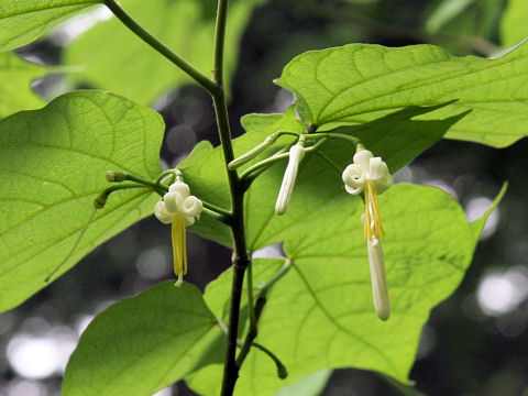 Alangium platanifolium var. trilobum