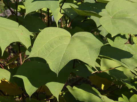 Alangium platanifolium var. trilobum