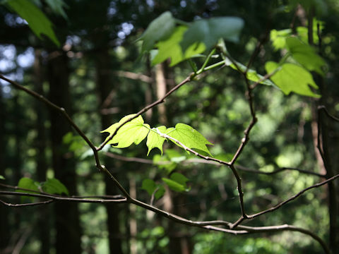 Alangium platanifolium var. trilobum