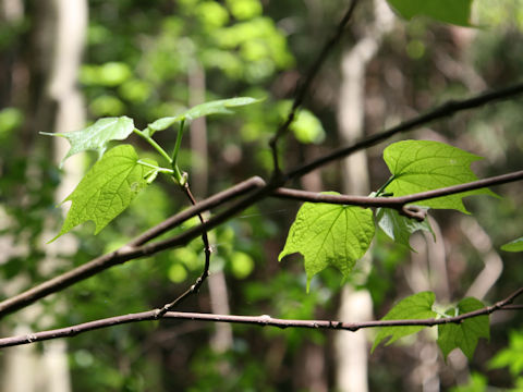 Alangium platanifolium var. trilobum