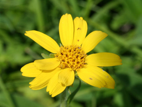 Arnica unalaschcensis var. tschonoskyi