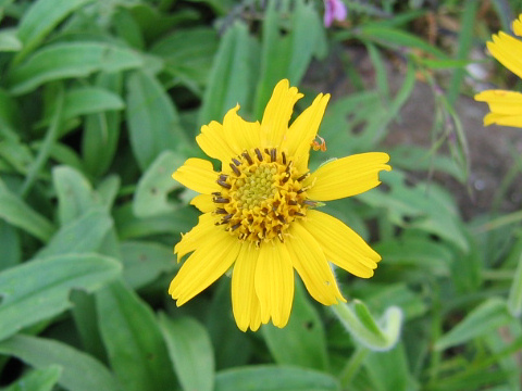 Arnica unalaschcensis var. tschonoskyi