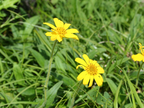 Arnica unalaschcensis var. tschonoskyi