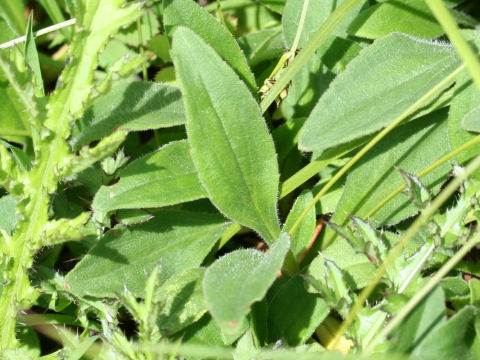 Arnica unalaschcensis var. tschonoskyi