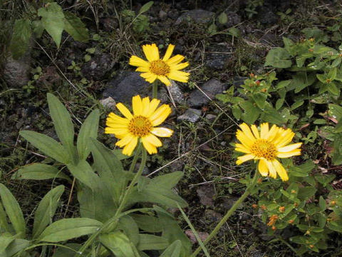 Arnica unalaschcensis var. tschonoskyi