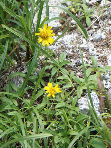 Arnica unalaschcensis var. tschonoskyi