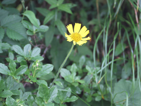 Arnica unalaschcensis var. tschonoskyi