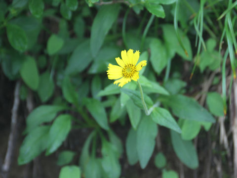 Arnica unalaschcensis var. tschonoskyi