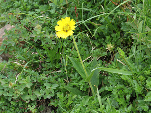 Arnica unalaschcensis var. tschonoskyi