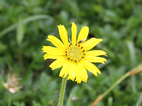 Arnica unalaschcensis var. tschonoskyi