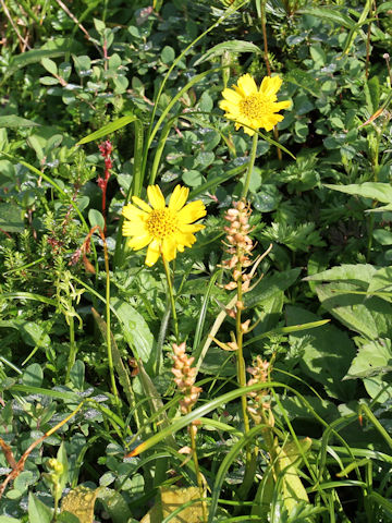 Arnica unalaschcensis var. tschonoskyi