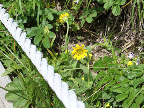 Arnica unalaschcensis var. tschonoskyi