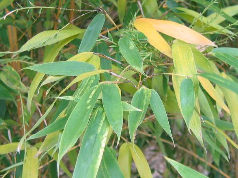 Phyllostachys aurea f. takemurai