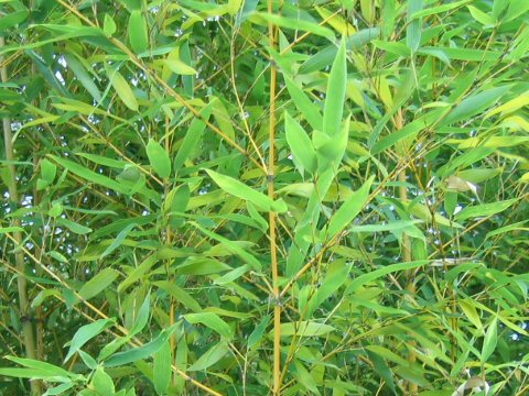 Phyllostachys aurea f. takemurai