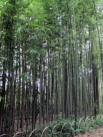 Phyllostachys aurea f. takemurai