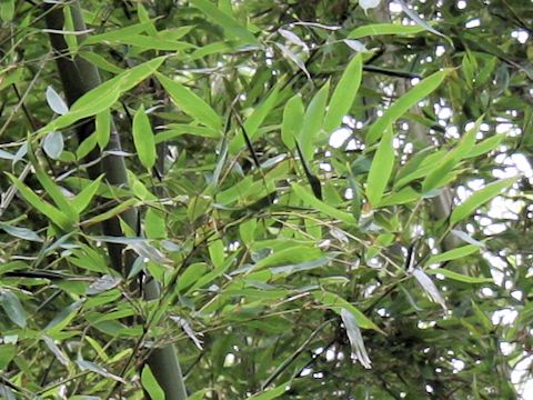 Phyllostachys aurea f. takemurai