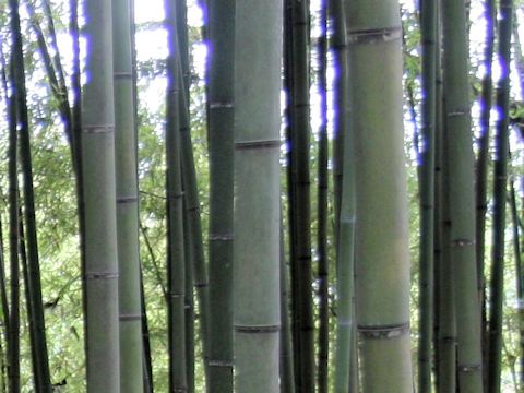 Phyllostachys aurea f. takemurai