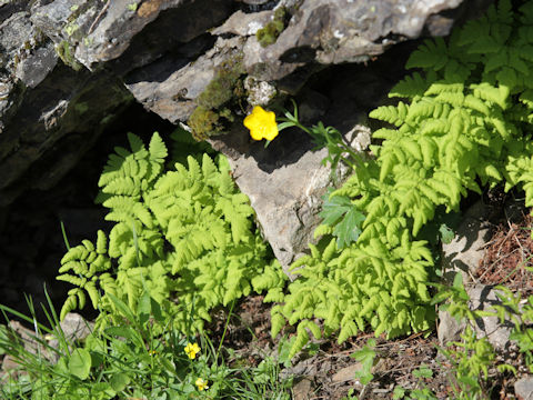 Gymnocarpium dryopteris