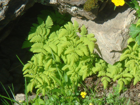 Gymnocarpium dryopteris