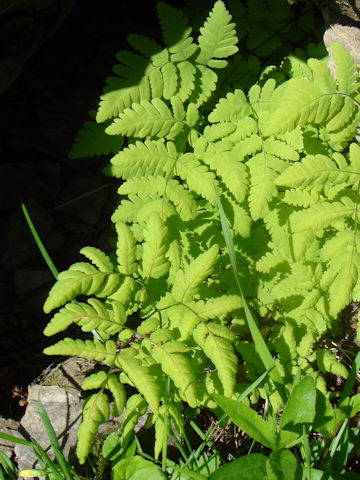 Gymnocarpium dryopteris