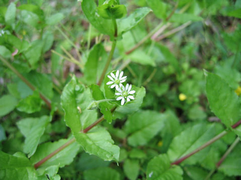 Myosoton aquaticum