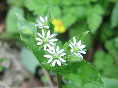 Myosoton aquaticum