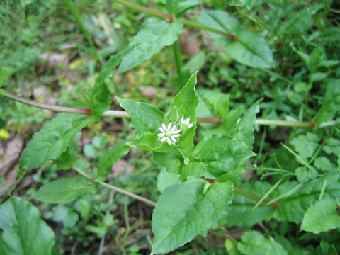 Myosoton aquaticum