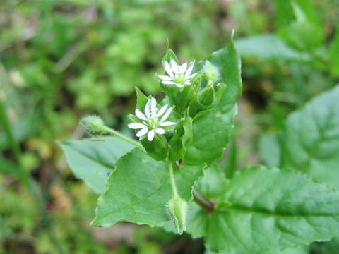 Myosoton aquaticum