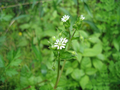 Myosoton aquaticum