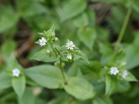 Myosoton aquaticum