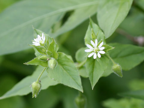 Myosoton aquaticum