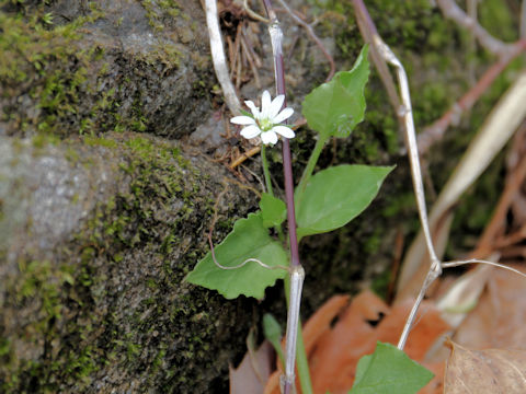 Myosoton aquaticum
