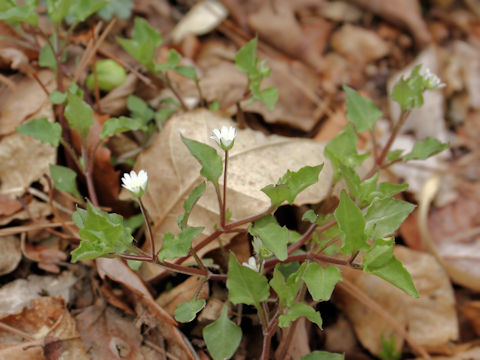 Myosoton aquaticum