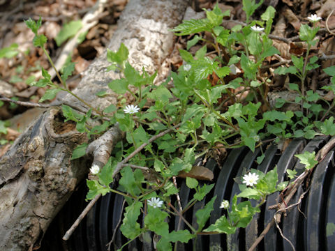 Myosoton aquaticum