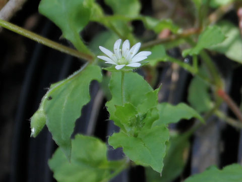Myosoton aquaticum