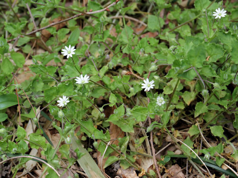 Myosoton aquaticum