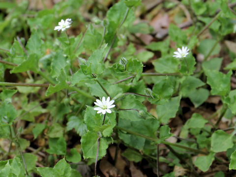 Myosoton aquaticum
